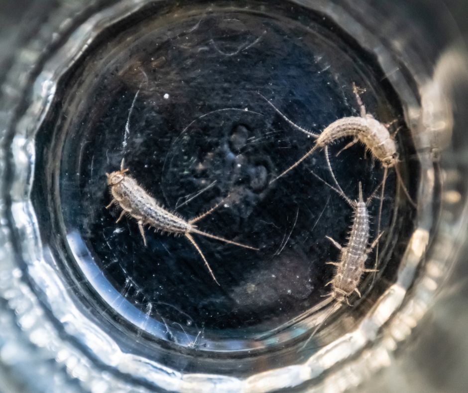 Goździki w łazience- Pyszności źródło Canva