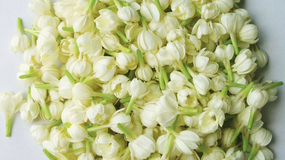 Kwiaty jaśminowca- Pyszności, źródło Canva