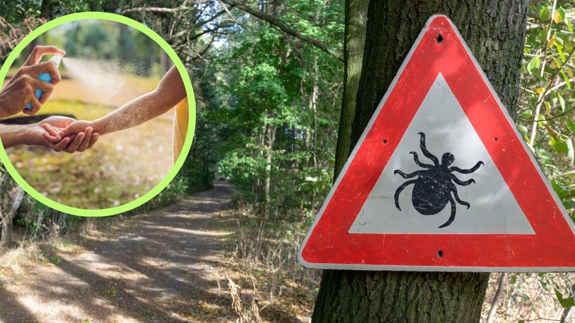 Naturalne sposoby na kleszcze- Pyszności, źródło: Canva