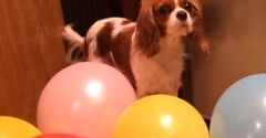 Nadmuchał dla ukochanej 300 balonów