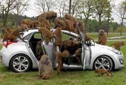 Małpia zabawa w Hyundaiu i30