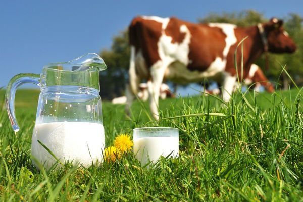 Polskie mleko podbija światowe rynki