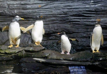 Wojsko odwiezie pingwiny na Antarktydę