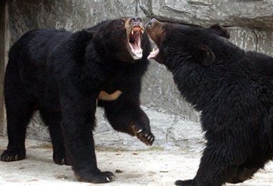 Chiny odrzucają europejski protest ws. hodowli niedźwiedzi