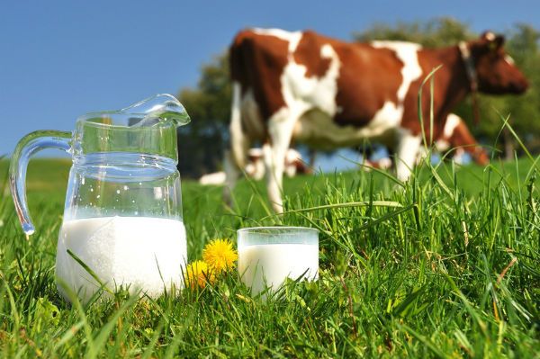 Polskie mleko podbija światowe rynki