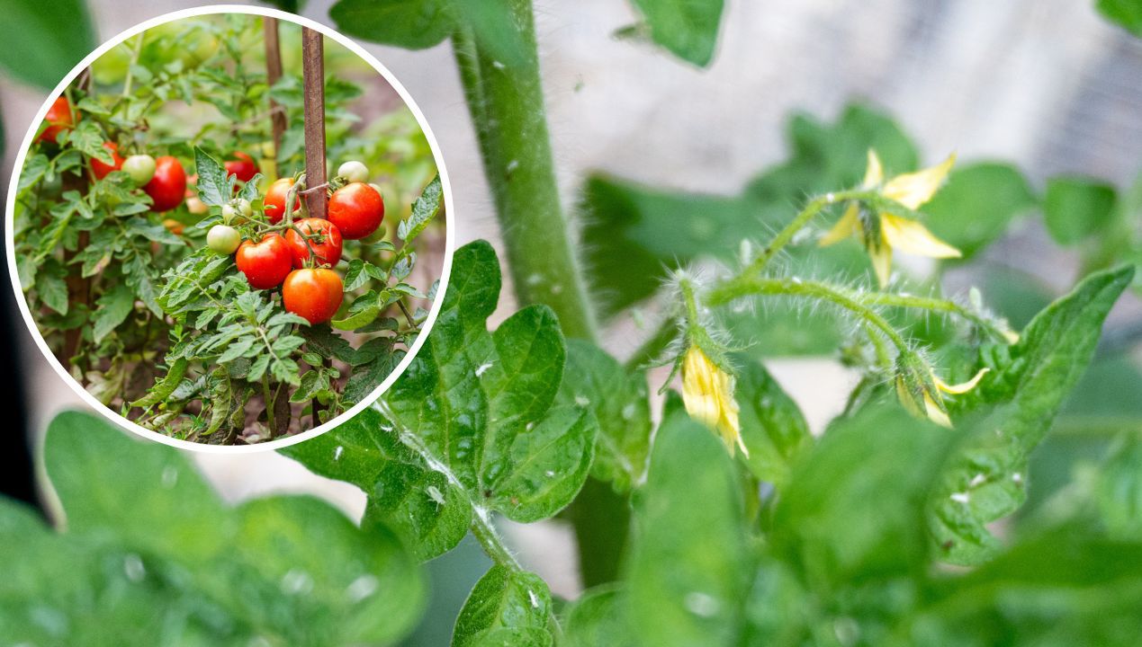 Chroni pomidory i ogórki przed mszycami. Nie wydasz ani jednej złotówki