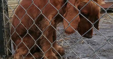 "Chciałbym takiego smutnego psa". 1000 maili w sprawie adopcji spaniela Kenzo