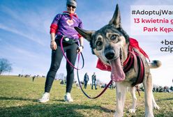 #AdoptujWarszawiaka. Bezdomne psiaki czekają!