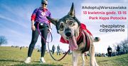 #AdoptujWarszawiaka. Bezdomne psiaki czekają!