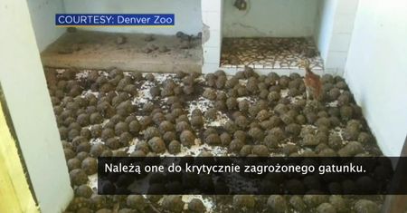 11 tysięcy żółwi promienistych znaleziono w domu na Madagaskarze