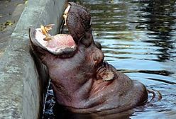 Morderczy gigant - hipopotam