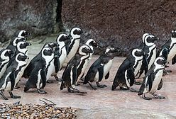 Nietypowa akcja wrocławskiego zoo