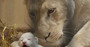 Narodziny białych lwiątek