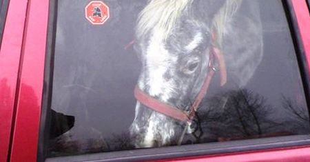 120-kilogramowy koń na tylnym siedzeniu Fiata Uno
