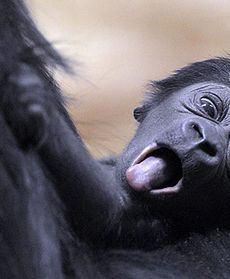 Mały goryl z Budapesztu