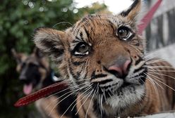 Światowy Dzień Zwierząt