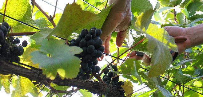Bezpłatne szkolenie dla początkujących i przyszłych winiarzy