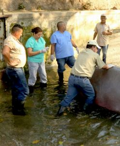 Gustavito nie żyje. Hipopotam, ulubieniec Salwadoru, został brutalnie zaatakowany w zoo. Minister sprawiedliwości wszczyna śledztwo