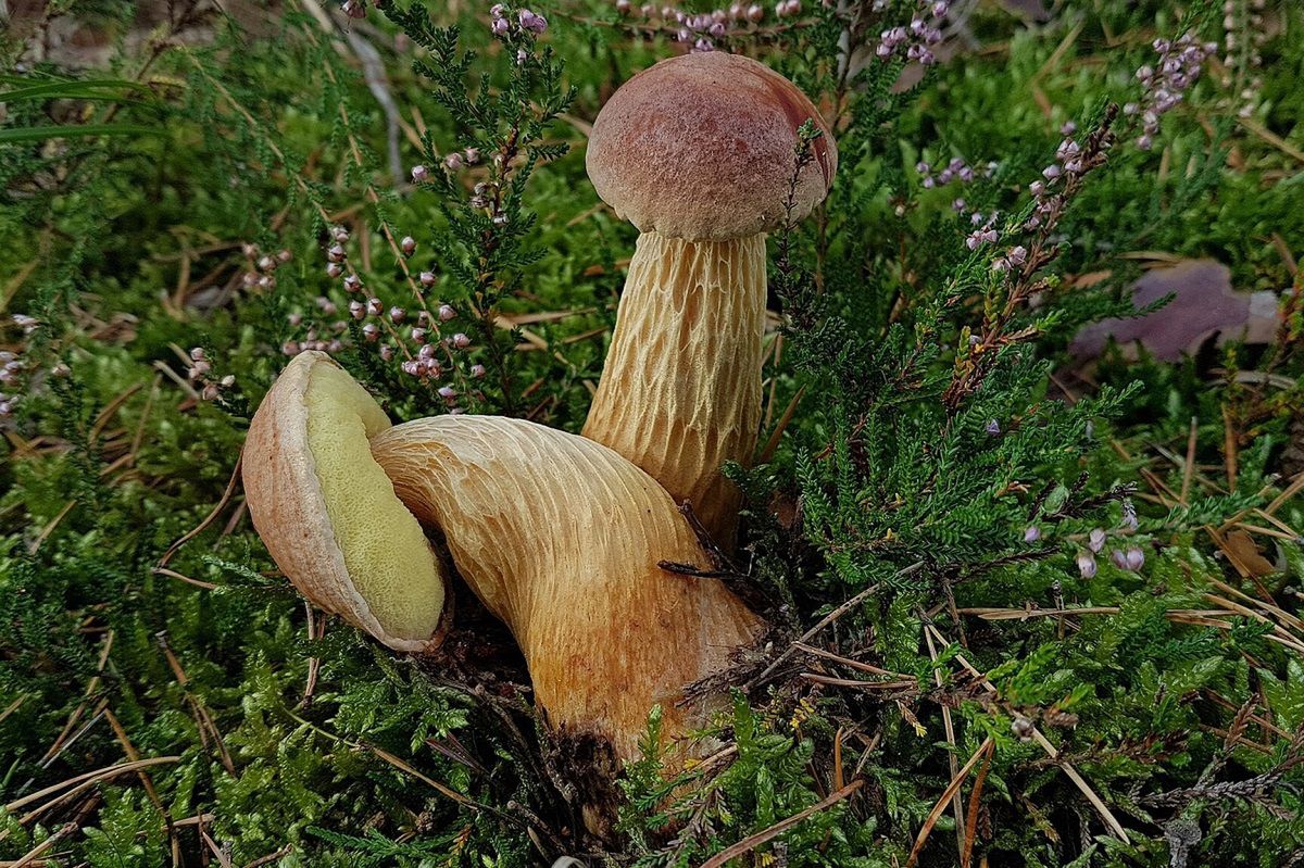 Tak wygląda grzyb dla leniwych zbieraczy. Fot. Wikimedia Commons