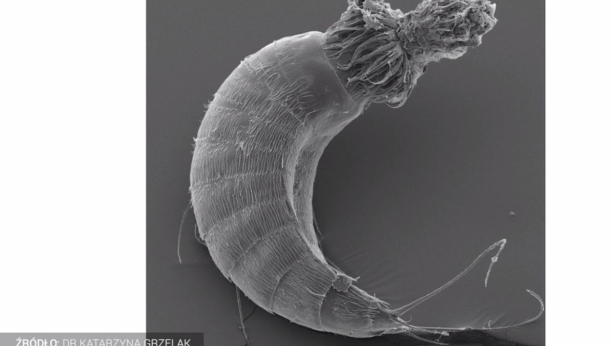 Wyglądają jak smoki, są niewidoczne dla ludzkiego oka