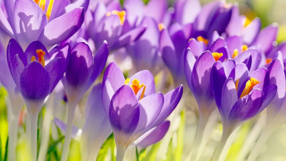 Pierwszy dzień wiosny – czwartek, 21 marca 2019. Dziś rozpoczęła się kalendarzowa wiosna. Sprawdź, jak witamy ją w Polsce