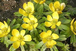 Pierwsze oznaki wiosny