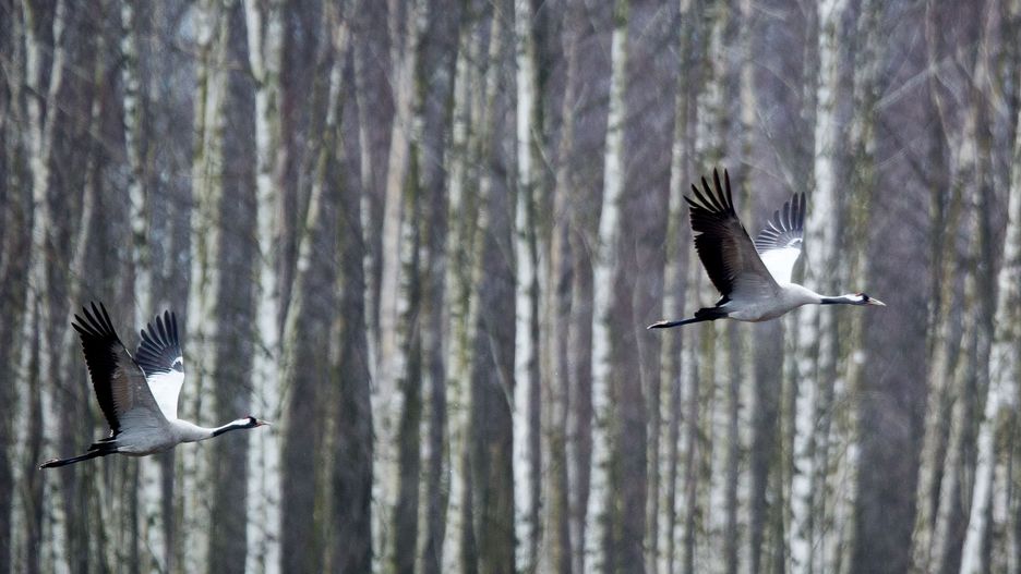 Wiosna kalendarzowa oraz astronomiczna coraz bliżej. Do Polski przyleciały już pierwsze żurawie.