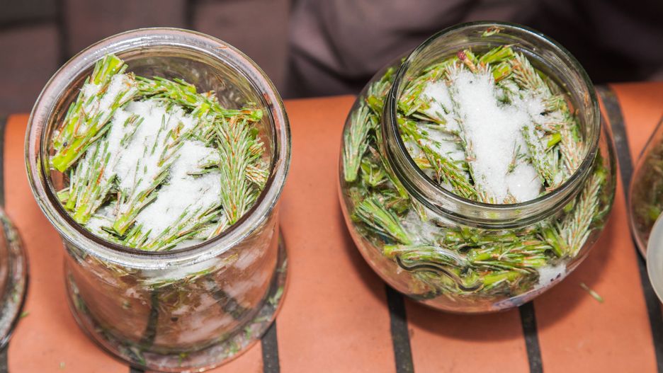 Młode pędy sosny zasypane cukrem.