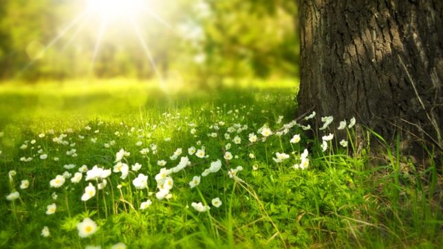 Wiosna 2019. Kiedy rozpocznie się kalendarzowa wiosna? Czym się różni od astronomicznej? Jakie są pierwsze oznaki wiosny?