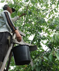 Ceny wiśni rosną. To cieszy sadowników i... złodziei