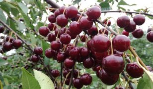 Wiśnie za darmo. Nie ma rąk do pracy, więc sadownicy zapraszają na zbiory