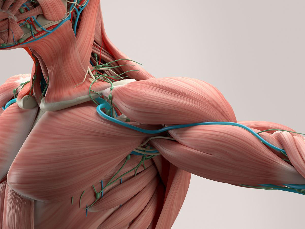Budowa mięśni. Jak działają mięśnie i jakie rodzaje mięśni wyróżniamy?