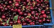 Ceny owoców powalają. Można już kupić czereśnie, prawie złotówka za sztukę