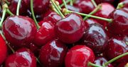Sadownikom nie opłaca się oddawanie wiśni do skupu. Zapraszają rodziny do zbierania