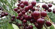 Wiśnie za darmo. Nie ma rąk do pracy, więc sadownicy zapraszają na zbiory