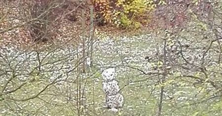 Śnieżny poranek w Polsce. Tak Polacy dokumentowali pierwszy śnieg