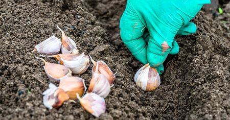 Wymieszaj z wodą  i podlej czosnek po sadzeniu. Wyrosną duże główki