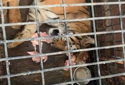 Tygrysy w klatkach. Mamy nagranie, które obiegło włoskie media
