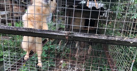 Psy w klatkach i wygłodzone lisy. Interwencja obrońców zwierząt w Goliszowie