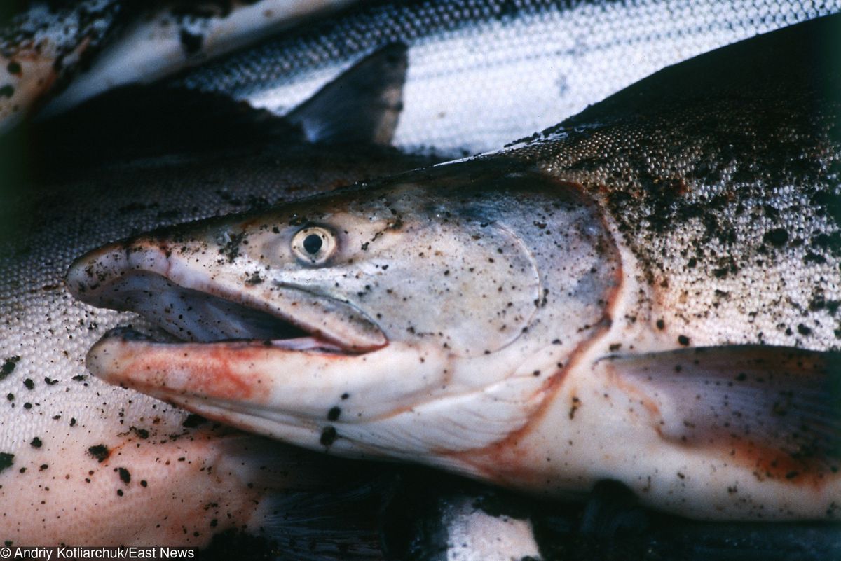 Z hodowli uciekło 690 tys. łososi. Rybom podawano groźne antybiotyki