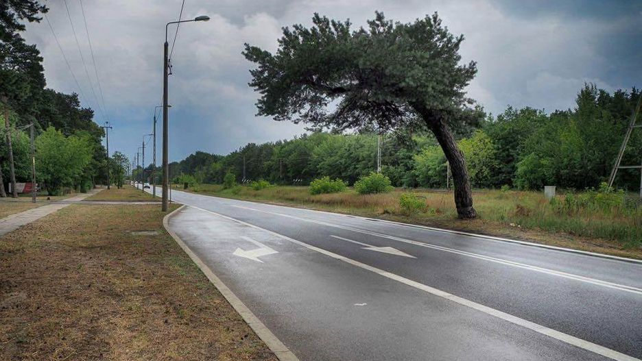 Pochylona sona przy ulicy Patriotów stała się lokalną atrakcją 