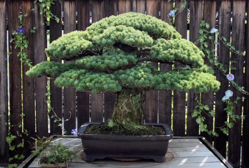 To drzewko ma 391 lat. Przetrwało nawet Hiroszimę 