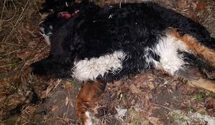 Warszawa. Oskalpowane zwłoki psa na Mokotowie. Zaginął w sylwestra