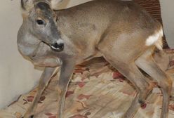 Nietypowe odkrycie w mieszkaniu. Mężczyzna dzielił lokal z sarną