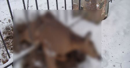 Sarna zaklinowała się w ogrodzeniu. Oto jak zwierzęta reagują na fajerwerki