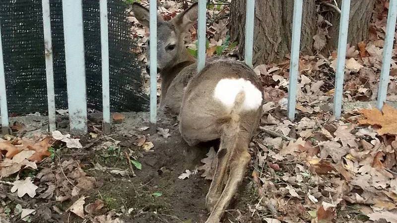 Ekopatrol uratował młodą sarnę 