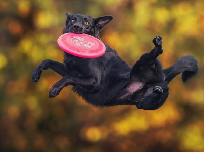 Jedyna taka galeria. Latające psy!