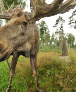 Ministerstwo Środowiska chce pozwolić na odstrzał łosi. "Spływają do nas skargi"