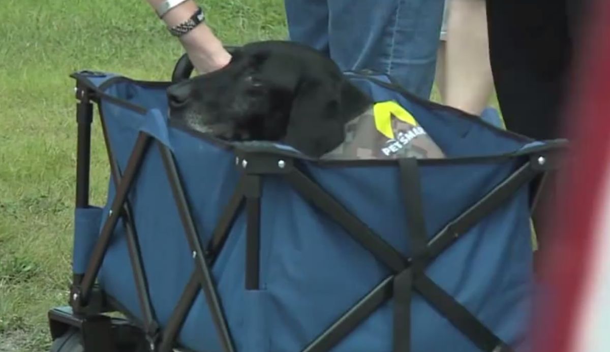 Ten pies wykrył ponad 300 ładunków wybuchowych. Tak żegnało go wojsko