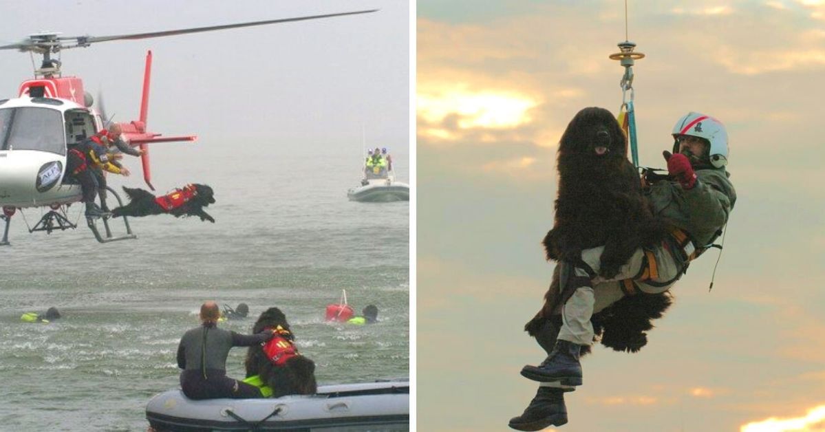 Newfoundland Rescue Dogs Help Coast Guard Save Lives in Italy